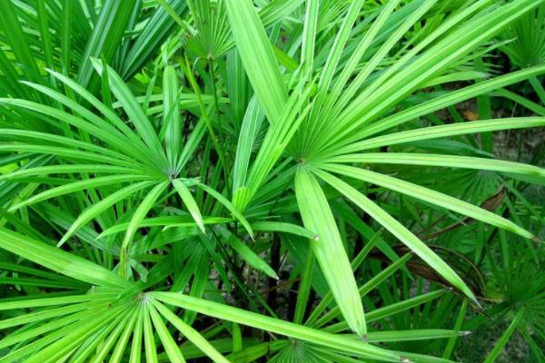 棕竹怎么养 棕竹养殖方法与注意事项