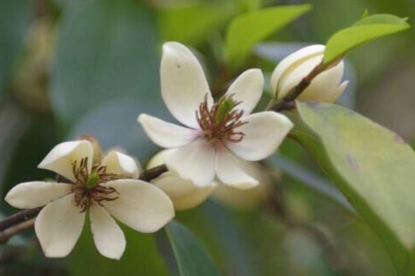 含笑花一年开几次花 含笑花什么时候开花(花期是几月)