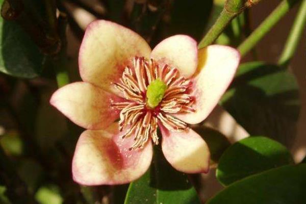 含笑花一年开几次花 含笑花什么时候开花(花期是几月)