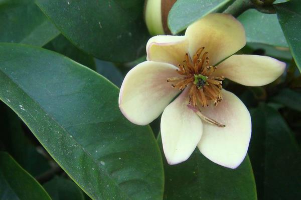 含笑花一年开几次花 含笑花什么时候开花(花期是几月)