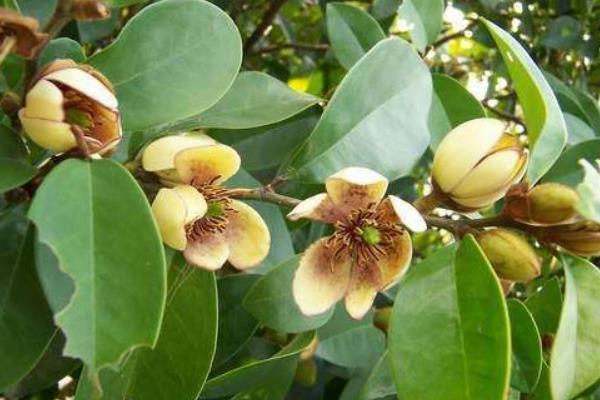 含笑花一年开几次花 含笑花什么时候开花(花期是几月)