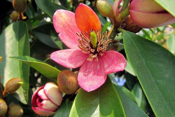 含笑花一年开几次花 含笑花什么时候开花(花期是几月)