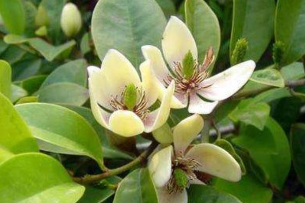 含笑花一年开几次花 含笑花什么时候开花(花期是几月)