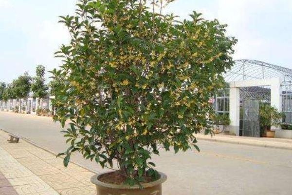 桂花盆景怎么制作好看 盆栽桂花树怎么浇水