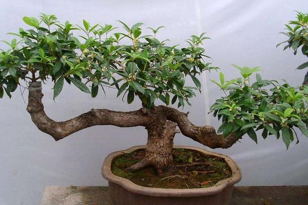 桂花盆景怎么制作好看 盆栽桂花树怎么浇水