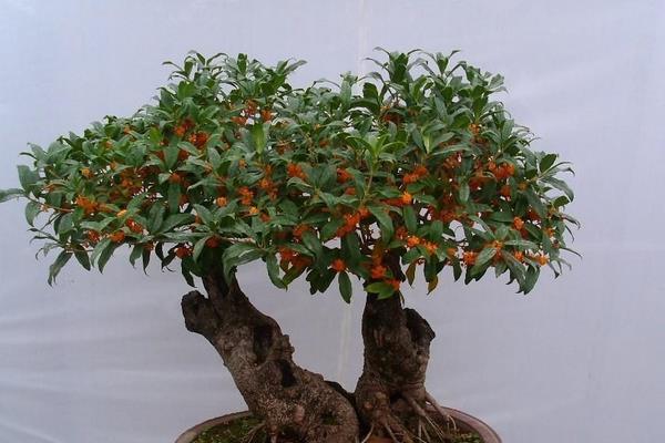 桂花盆景怎么制作好看 盆栽桂花树怎么浇水