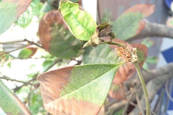 桂花盆景怎么制作好看 盆栽桂花树怎么浇水