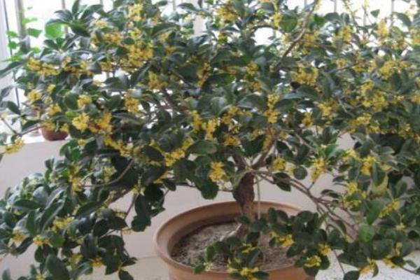 桂花盆景怎么制作好看 盆栽桂花树怎么浇水