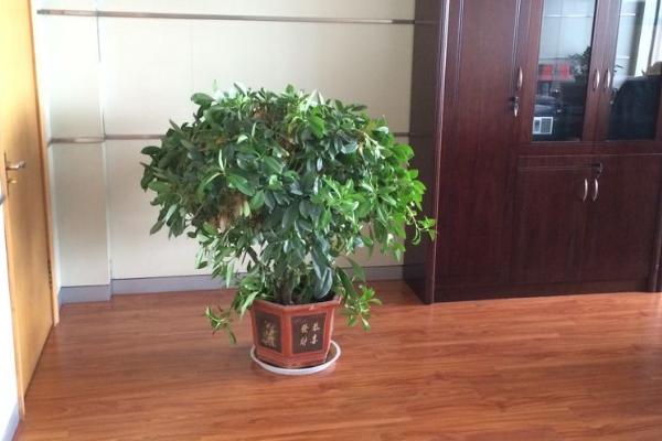 非洲茉莉市场价格多少钱一盆 非洲茉莉放家里有什么好处