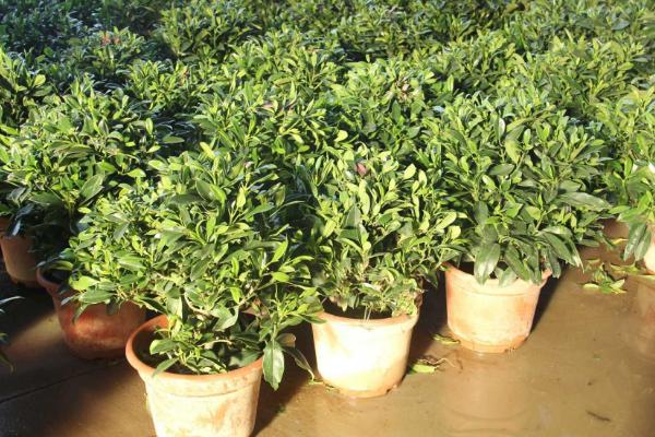 非洲茉莉怎么养 非洲茉莉养殖方法与注意事项