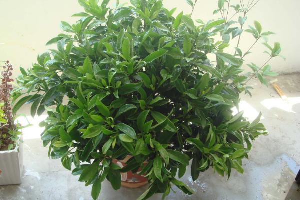 非洲茉莉怎么养 非洲茉莉养殖方法与注意事项