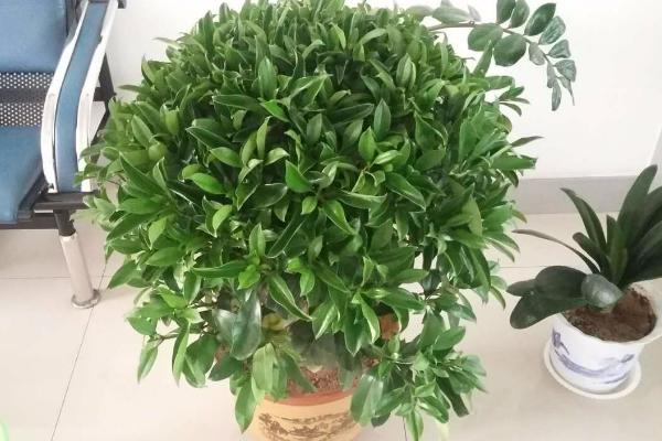 非洲茉莉怎么养 非洲茉莉养殖方法与注意事项