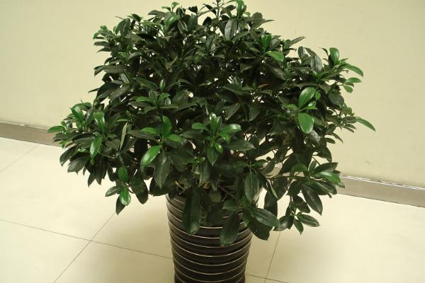 非洲茉莉怎么养 非洲茉莉养殖方法与注意事项