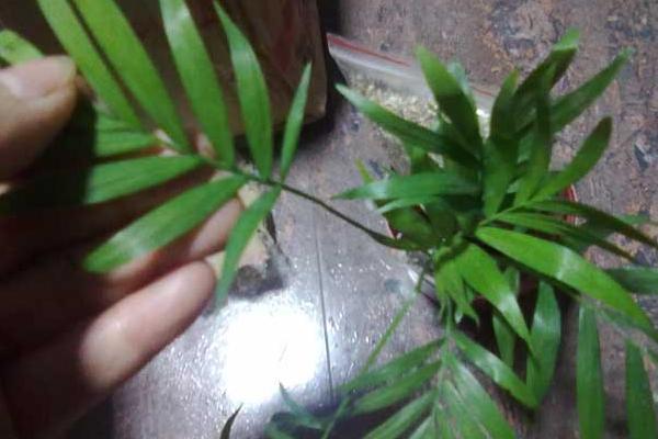 凤尾竹叶子发黄怎么办 凤尾竹掉叶子的原因及解决方法