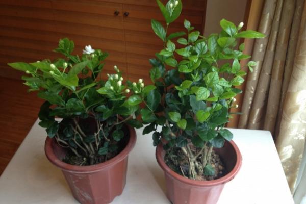 盆栽茉莉花怎么浇水(多久浇一次) 盆栽茉莉花怎么施肥