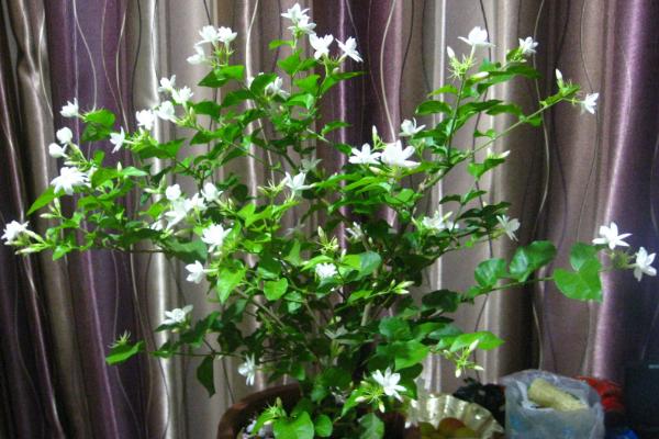盆栽茉莉花怎么浇水(多久浇一次) 盆栽茉莉花怎么施肥