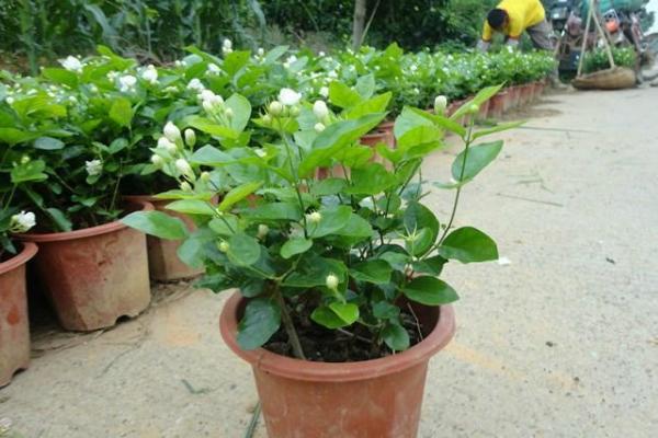 盆栽茉莉花怎么浇水(多久浇一次) 盆栽茉莉花怎么施肥