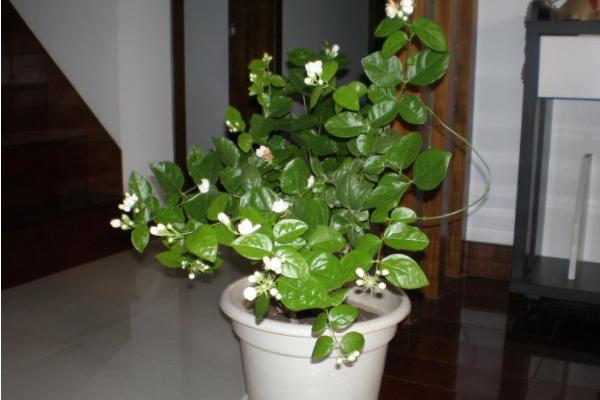 盆栽茉莉花怎么浇水(多久浇一次) 盆栽茉莉花怎么施肥