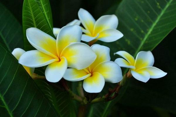 鸡蛋花有毒吗 鸡蛋花能放在室内卧室吗
