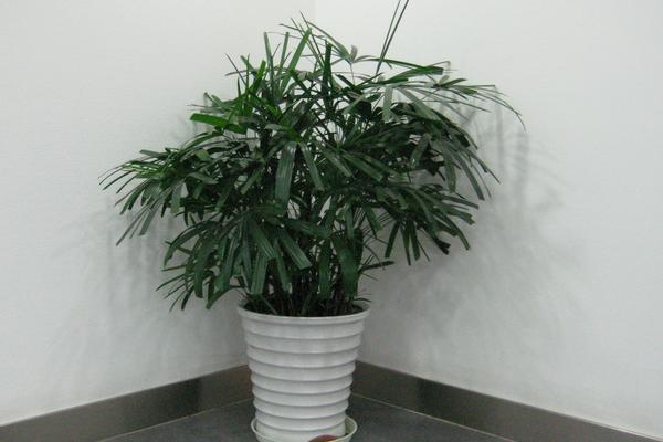 袖珍椰子怎么浇水(多久浇一次) 袖珍椰子浇水注意事项