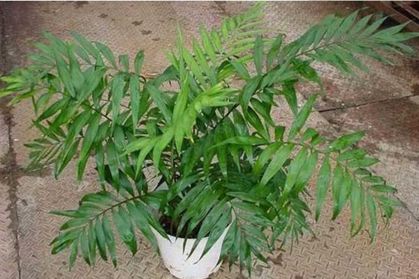 袖珍椰子怎么浇水(多久浇一次) 袖珍椰子浇水注意事项