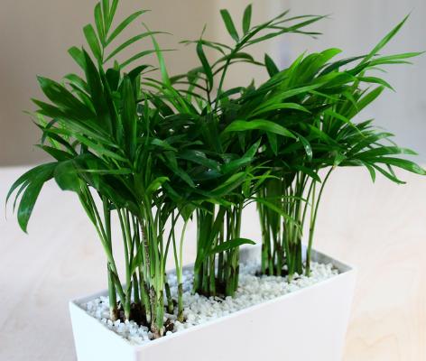 袖珍椰子怎么浇水(多久浇一次) 袖珍椰子浇水注意事项