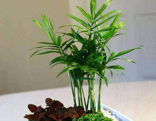 袖珍椰子怎么浇水(多久浇一次) 袖珍椰子浇水注意事项