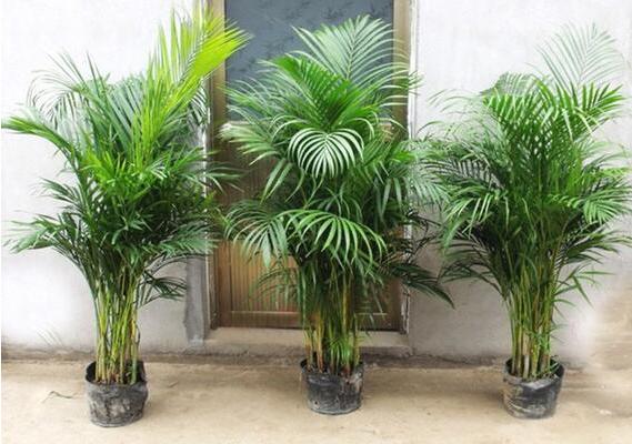 袖珍椰子怎么浇水(多久浇一次) 袖珍椰子浇水注意事项