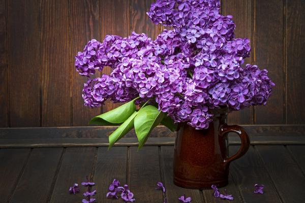 丁香什么时候开花(什么季节、几月) 盆栽丁香的养殖方法和注意事项