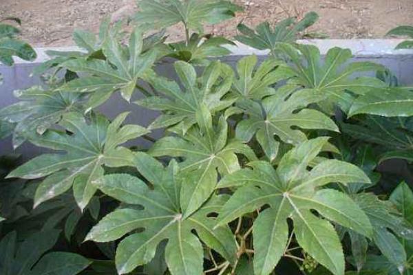 八角金盘图片大全 八角金盘花语及寓意