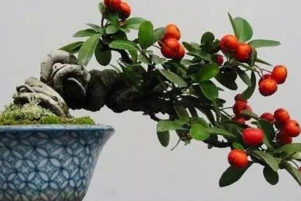 火棘种子市场价格多少钱一斤  小丑火棘和火棘的区别