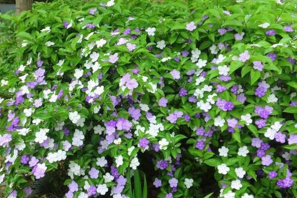 双色茉莉有毒吗 双色茉莉能放在室内卧室吗