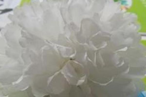 牡丹花简笔画步骤(图解) 牡丹花怎么折