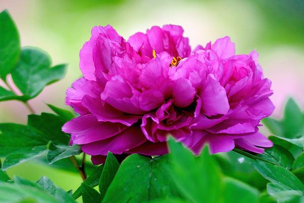 牡丹花简笔画步骤(图解) 牡丹花怎么折