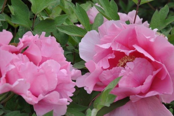 牡丹花简笔画步骤(图解) 牡丹花怎么折