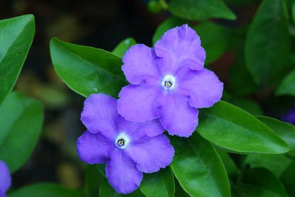 双色茉莉怎么繁殖(扦插) 双色茉莉怎么修剪