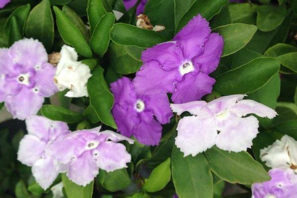 双色茉莉怎么繁殖(扦插) 双色茉莉怎么修剪