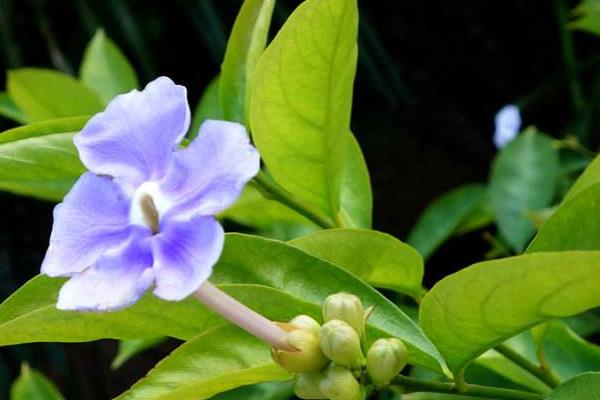 双色茉莉怎么繁殖(扦插) 双色茉莉怎么修剪