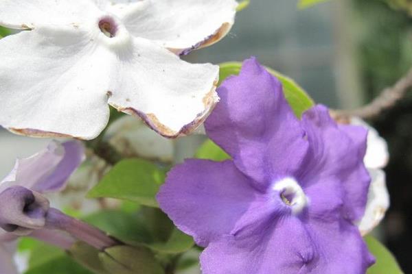 双色茉莉怎么繁殖(扦插) 双色茉莉怎么修剪