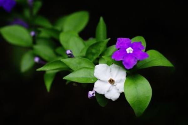 双色茉莉怎么繁殖(扦插) 双色茉莉怎么修剪