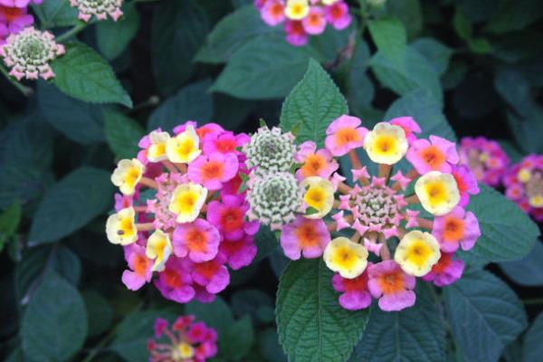 五色梅盆景市场价格多少钱一盆  五色梅的养殖方法