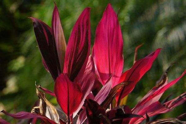 朱蕉有毒吗 朱蕉适合在家里养吗