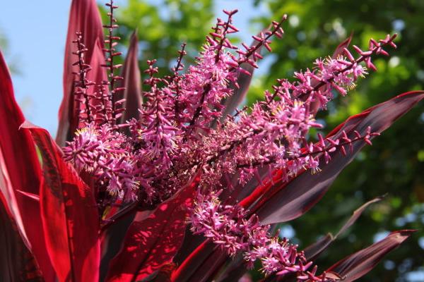 朱蕉怎么养 朱蕉养殖方法与注意事项