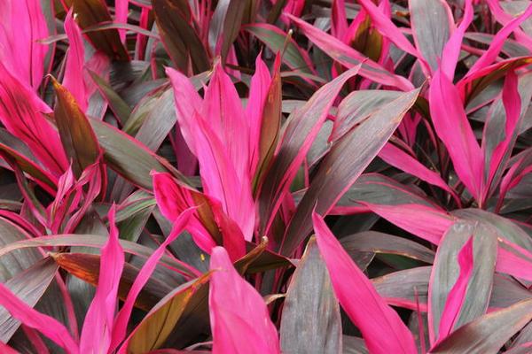 朱蕉怎么养 朱蕉养殖方法与注意事项