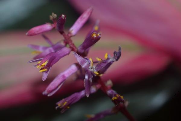 朱蕉怎么养 朱蕉养殖方法与注意事项