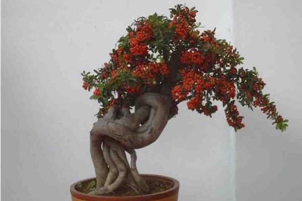 火棘盆景怎么养 火棘盆栽养殖方法与注意事项