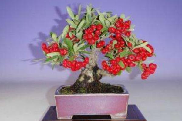 火棘盆景怎么养 火棘盆栽养殖方法与注意事项
