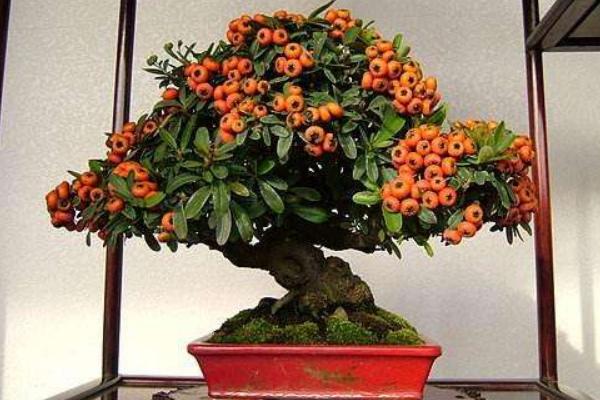 火棘盆景怎么养 火棘盆栽养殖方法与注意事项
