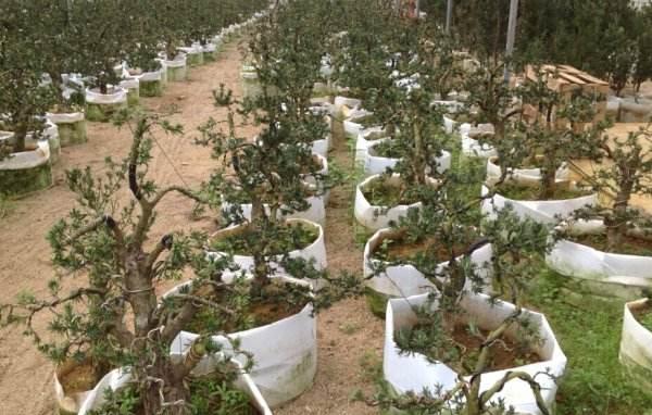 罗汉松怎么繁殖 罗汉松施肥方法