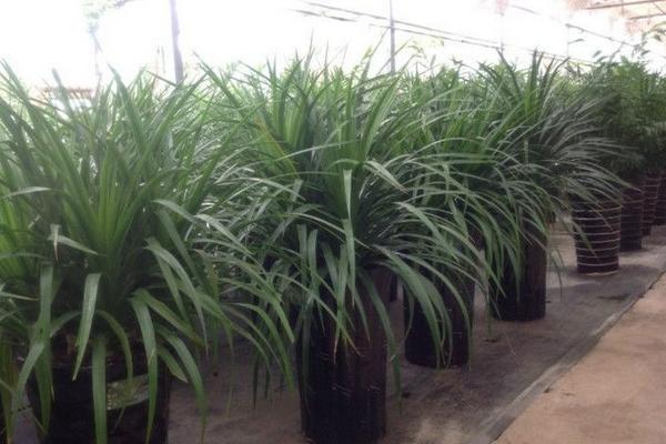 龙血树的繁殖方法(扦插) 龙血树移盆种植要注意什么